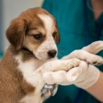 CLINIQUE VETERINAIRE DES ESTUAIRES