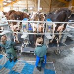 Association de remplacement de vachers