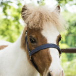 Ferme Anim&rsquo;Ose