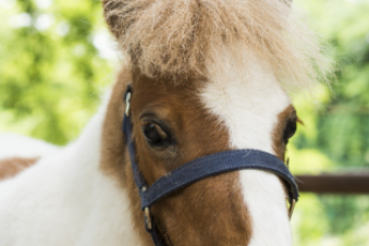 Ferme Anim&rsquo;Ose